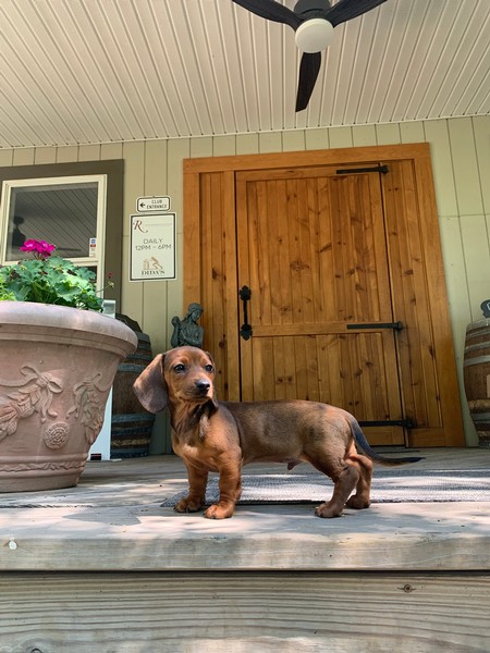 Puppy on Porch